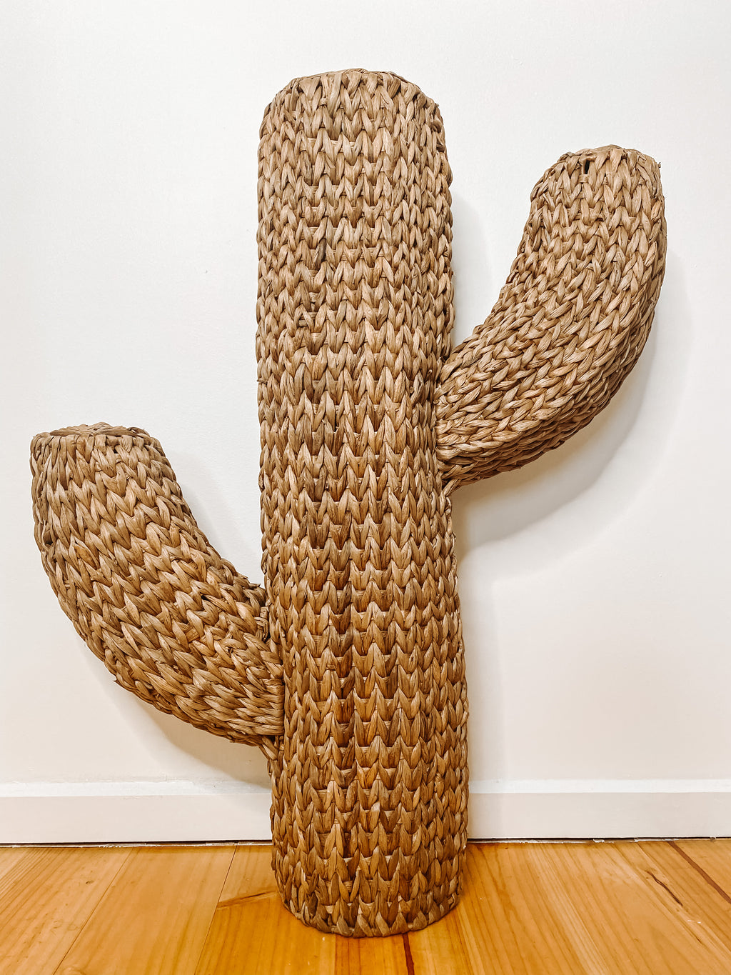 ~ Carlos Cactus ~ Medium